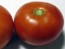 Tomato 'Manitoba'