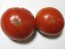 Tomato 'Manitoba'