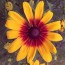 Black-Eyed Susan 'Autumn Colors' 