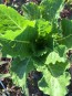 Lettuce ‘Crisp Mint’ AKA ‘Erthel’ 