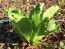 Lettuce ‘Crisp Mint’ AKA ‘Erthel’ 