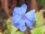 Dwarf Plumbago