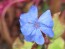 Dwarf Plumbago