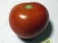 Tomato 'Oregon Spring'