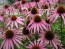 Purple Coneflower