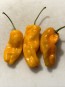 Hot Pepper 'Datil' Seeds (Certified Organic)