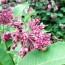 Common Milkweed