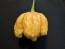 Hot Pepper ‘Golden Carolina Reaper' Seeds (Certified Organic)