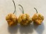Hot Pepper ‘Golden Carolina Reaper' Seeds (Certified Organic)