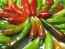 Hot Pepper ‘Fish’ Seeds (Certified Organic)