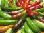 Hot Pepper ‘Fish’ Seeds (Certified Organic)