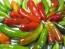 Hot Pepper ‘Fish’ Seeds (Certified Organic)