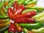 Hot Pepper ‘Fish’ Seeds (Certified Organic)