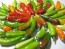 Hot Pepper ‘Fish’ Seeds (Certified Organic)