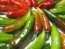 Hot Pepper ‘Fish’ Seeds (Certified Organic)