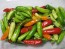 Hot Pepper ‘Fish’ Seeds (Certified Organic)