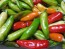 Hot Pepper ‘Fish’ Seeds (Certified Organic)