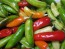 Hot Pepper ‘Fish’ Seeds (Certified Organic)