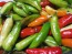 Hot Pepper ‘Fish’ Seeds (Certified Organic)