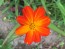 Cosmos 'Ladybird Scarlet' 