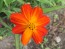 Cosmos 'Ladybird Scarlet' 