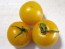 Tomato 'Czech's Excellent Yellow'