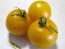 Tomato 'Czech's Excellent Yellow'