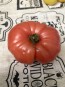 Tomato 'Tobolsk' (Pink Variant) Seeds (Certified Organic)