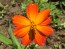 Cosmos 'Ladybird Scarlet' 