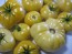 Tomato 'White Tomesol'