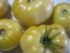 Tomato 'White Tomesol'