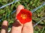 Morning Glory ‘Orange Noah’ 