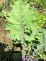 Kale 'Red Winter' Seeds (Certified Organic)