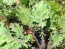 Kale 'Red Winter' Seeds (Certified Organic)