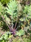 Kale 'Red Winter' Seeds (Certified Organic)