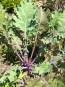 Kale 'Red Winter' Seeds (Certified Organic)