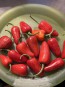 Hot Pepper 'Mattapeno' Seeds (Certified Organic)