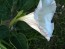 Datura AKA Devil's Trumpet 'Evening Fragrance' 