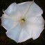 Datura AKA Devil's Trumpet 'Evening Fragrance' 