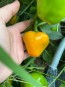 Hot Pepper 'Hinkelhatz Chicken Heart Yellow' Seeds (Certified Organic)