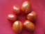Tomato 'Heinz Super Roma' 