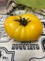 Tomato 'Project Grow Gold' Seeds (Certified Organic)