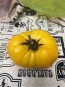 Tomato 'Project Grow Gold' Seeds (Certified Organic)