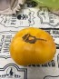 Tomato 'Project Grow Gold' Seeds (Certified Organic)