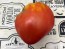 Tomato 'New Zealand Pink Paste' Seeds (Certified Organic)