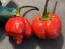 Hot Pepper 'Bubblegum Scorpion' Seeds (Certified Organic)