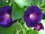 Morning Glory 'Grandpa Ott's' Seeds (Certified Organic)