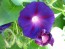 Morning Glory 'Grandpa Ott's' Seeds (Certified Organic)