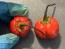 Hot Pepper 'Bubblegum Scorpion' Seeds (Certified Organic)