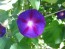 Morning Glory 'Grandpa Ott's' Seeds (Certified Organic)